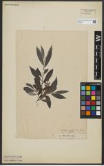 Foto von Salix alba L.